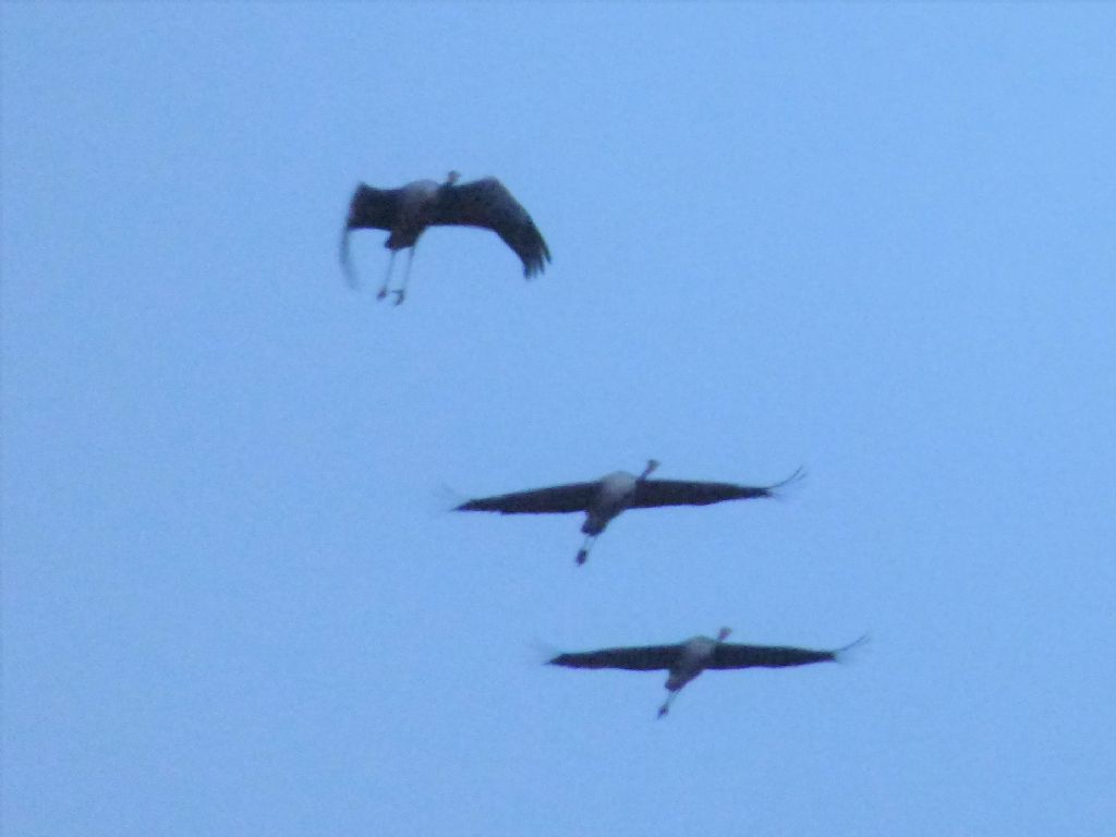 Gru (Grus grus)